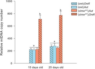 Age Dependent Dysfunction of Mitochondrial and ROS Metabolism Induced by Mitonuclear Mismatch